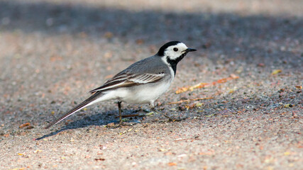 great tit parus major