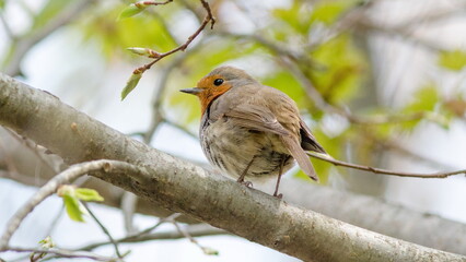 robin on a branch