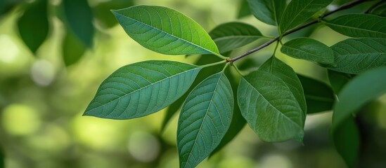 Lush green leaves, forest bokeh background, nature photography, eco-design