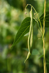Beans flowers is garden.fresh still to pick beans hanging on a bean plant.Organic Garden Fresh Italian Green Beans.Young bean plant with flowers in the garden. Green beans grow in the vegetable garden