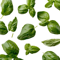 Fototapeta premium Fresh Basil Leaves Isolated on White Background for Cooking and Decor