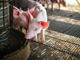 Piglet at pigsty. Pig farm. Close-up of cute piglet at animal farm.