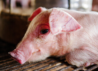 Piglet at pigsty. Pig farm. Close-up of cute piglet at animal farm.