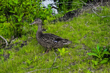wild duck in the grass