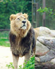 Asiatic Lion standing looking alert - good view of face and mane