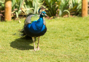 Fototapeta premium Beautiful Brightly coloured Indian Peacock, lit by natural sunlight on lush green grass