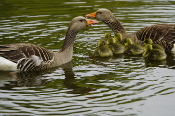 
Gray goose parents watch their young (Anser anser) Anatidae family. Location: Hanover Leinewiesen, Germany.
