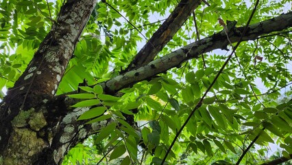 Close up view of the tree branches with leaves