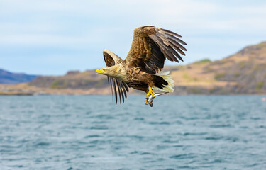 White-tailed Sea Eagle, (Haliaeetus albicilla) grabbing a fish from the water with powerful talons and flying off over the loch.  Facing left, Isle of Mull, Scotland, Copy space.  Horizontal