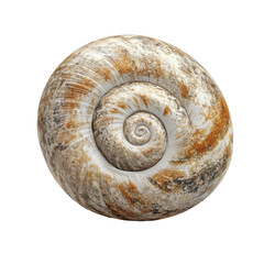 Spiral Shell Close Up