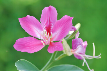 Fototapeta premium Purple Orchid Tree, Hong Kong Orchid Tree or Purple Bauhinia or Bauhinia purpurea L or pink flower
