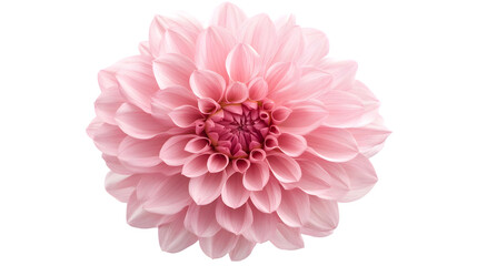 Delicate pink dahlia flower.  Close-up view of a beautiful, soft pink dahlia blossom.  Petals are layered and delicate, creating a symmetrical, intricate pattern