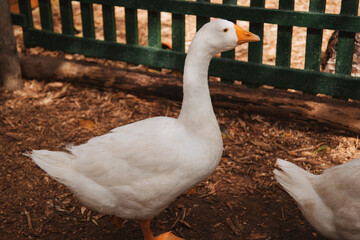 Beautiful white goose in the countryside