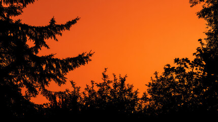 Dramatic silhouette of trees against a vibrant orange sunset sky creates a captivating contrast and scenic atmosphere in the wilderness du twilight evening.