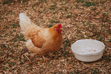 Beautiful red chicken in the countryside