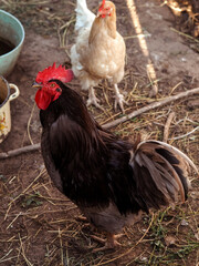 Beautiful black rooster in the countryside