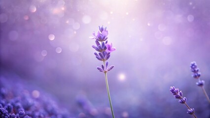 Fototapeta premium Serene Lavender Bloom in Soft Purple Light, a Delicate and Dreamy Floral Scene
