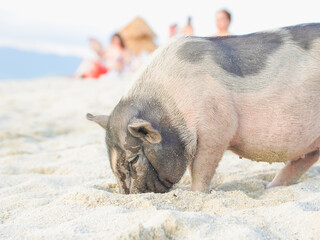 Summer travel, pigs on the island farm. Pigs island for welcoming tourists, holiday time and...