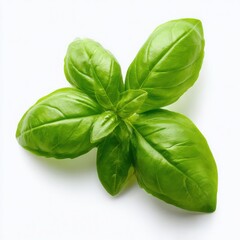 Fototapeta premium Fresh basil leaves close up isolated on white background