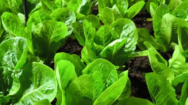 Growing romaine lettuce on an organic farm, organic food, and the agricultural industry