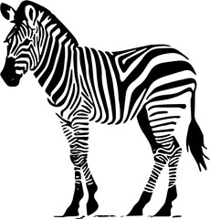 zebra vector illustration