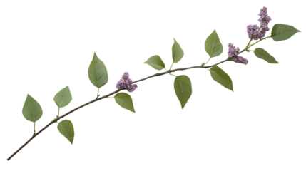 Close-up of a lilac branch with blossoms and leaves.  Delicate, vibrant, and full of spring freshness.  Detailed botanical illustration of nature's beauty