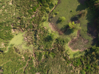 Green swamp nature background