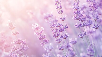 Naklejka premium Pale lavender to dusty rose gradient, soft feel