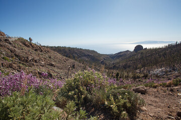 Sunny morning, nature landscape with flower in desert