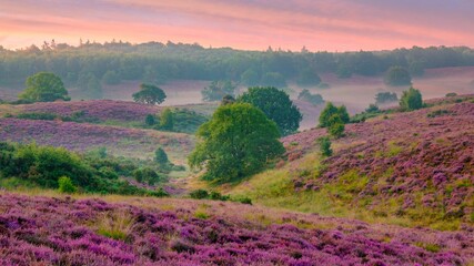 Golden sunlight illuminates the vibrant purple heather fields of Posbank National Park during early...