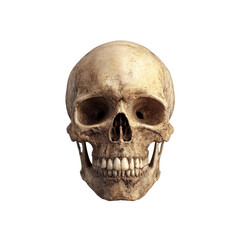 Obraz premium Human Skull - Detailed Anatomical Study on Transparent Background
