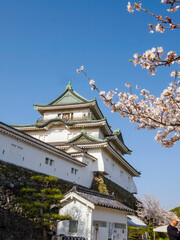 Fototapeta premium Cherry Blossom at Wakayama Castle, Wakayama, Japan