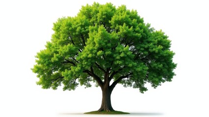 Fototapeta premium Green Tree Isolated On White Background