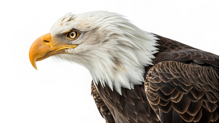 Obraz premium Artistic Eagle Pictures with White Background