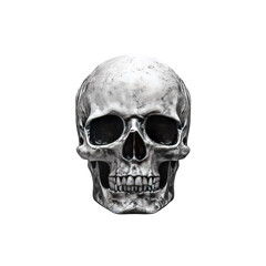 Human Skull, Detailed Anatomical Model, Transparent Background