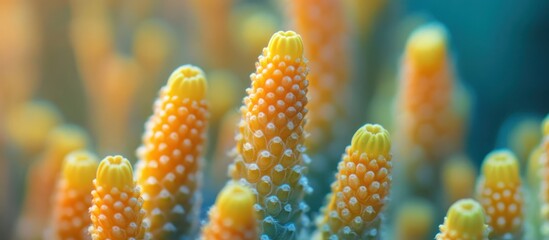 Vibrant coral polyps underwater bloom