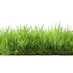 Fototapeta premium Fresh green grass isolated on white background and texture, clipping path --v 7.0
