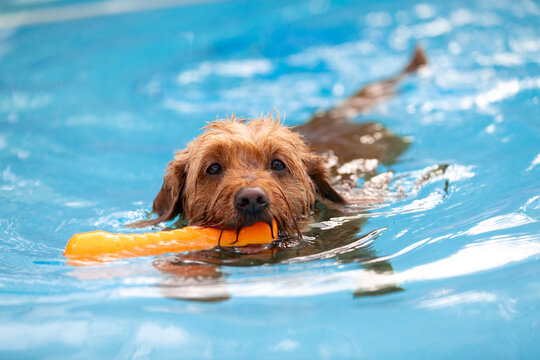 Small dog retrieving dog toy and playing fetch in a salt water swimming pool.