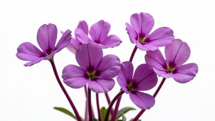 Pink Twinspur Flowers Against White Background