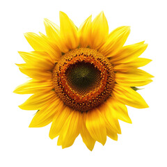 Fototapeta premium Close-up vibrant sunflower