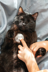Little girl listens to black cat's heartbeat with stethoscope