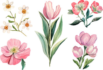 bouquet of pink tulips