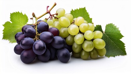 Obraz premium bunches of grapes entwined black green fruit isolated on a white background