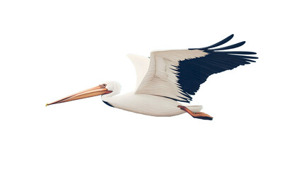 A pelican in flight.  Detailed view of bird's wings and beak