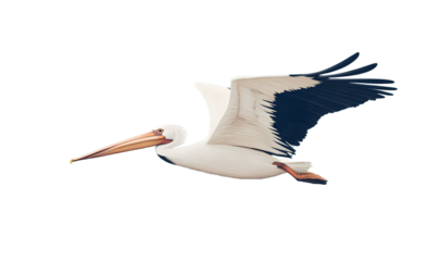 A pelican in flight.  Detailed view of bird's wings and beak