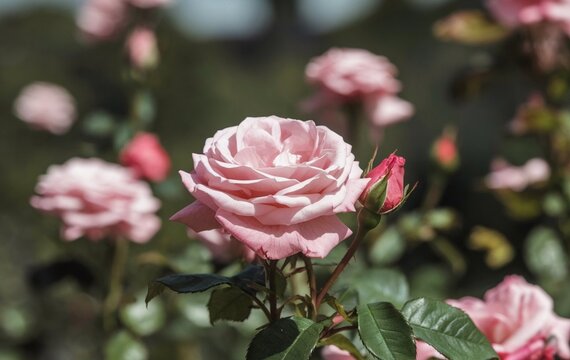 A close-up shot of a pink rose