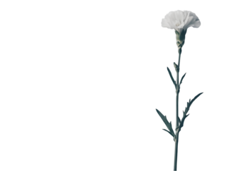 Single white carnation