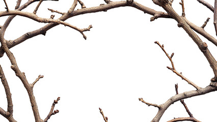 Branch frame, made of dry twig branches. transparent background.