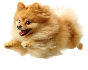 Obraz premium Pomeranian dog jumping in air, looking ecstatic and playful, with fluffy golden coat and bright eyes, embodies joy and energy in this lively moment