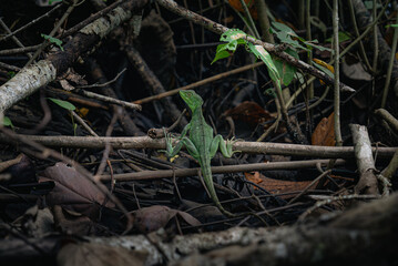 Close-up of lizard on branches in Costa Rica rainforest